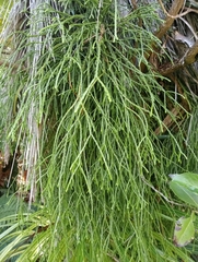 Phlegmariurus billardierei (Phlegmariurus billardierei)