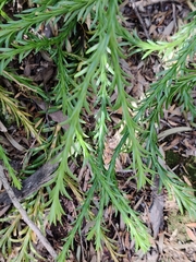 Phlegmariurus billardierei (Phlegmariurus billardierei)