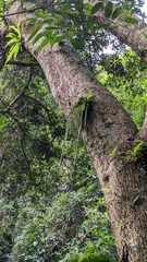 Phlegmariurus carinatus (Phlegmariurus carinatus)