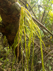 Phlegmariurus carinatus (Phlegmariurus carinatus)
