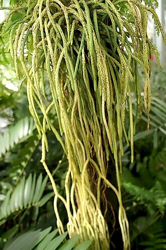 Phlegmariurus carinatus: Location taken: United States Botanic Garden. Names: Lycopodium carinatum Poir., Club Moss, Keeled Tassel Fern, 覆葉石 Classification: Plantae > Lycopodiophyta > L