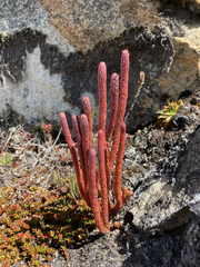 Phlegmariurus cocuyensis (Phlegmariurus cocuyensis)