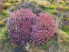 Phlegmariurus cocuyensis (Phlegmariurus cocuyensis)