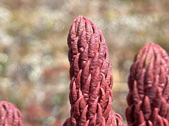 Phlegmariurus cocuyensis (Phlegmariurus cocuyensis)