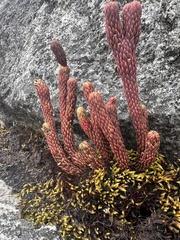 Phlegmariurus cocuyensis (Phlegmariurus cocuyensis)