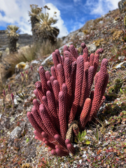 Phlegmariurus cocuyensis (Phlegmariurus cocuyensis)