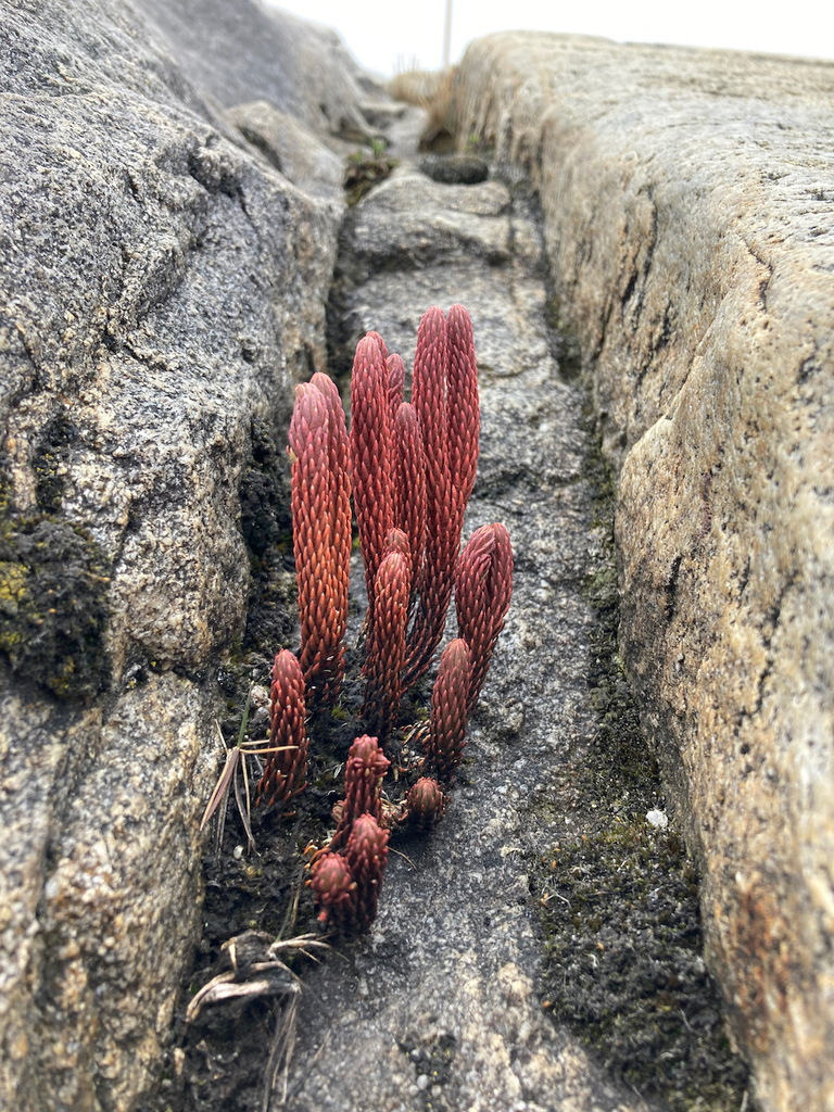Phlegmariurus cocuyensis (Phlegmariurus cocuyensis)