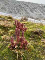 Phlegmariurus cocuyensis (Phlegmariurus cocuyensis)