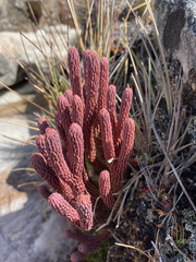 Phlegmariurus cocuyensis (Phlegmariurus cocuyensis)
