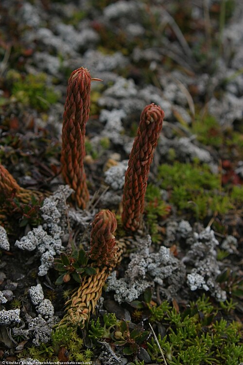 Phlegmariurus crassus: Club Moss (Huperzia crassa) on Cotopaxi, Ecuador.