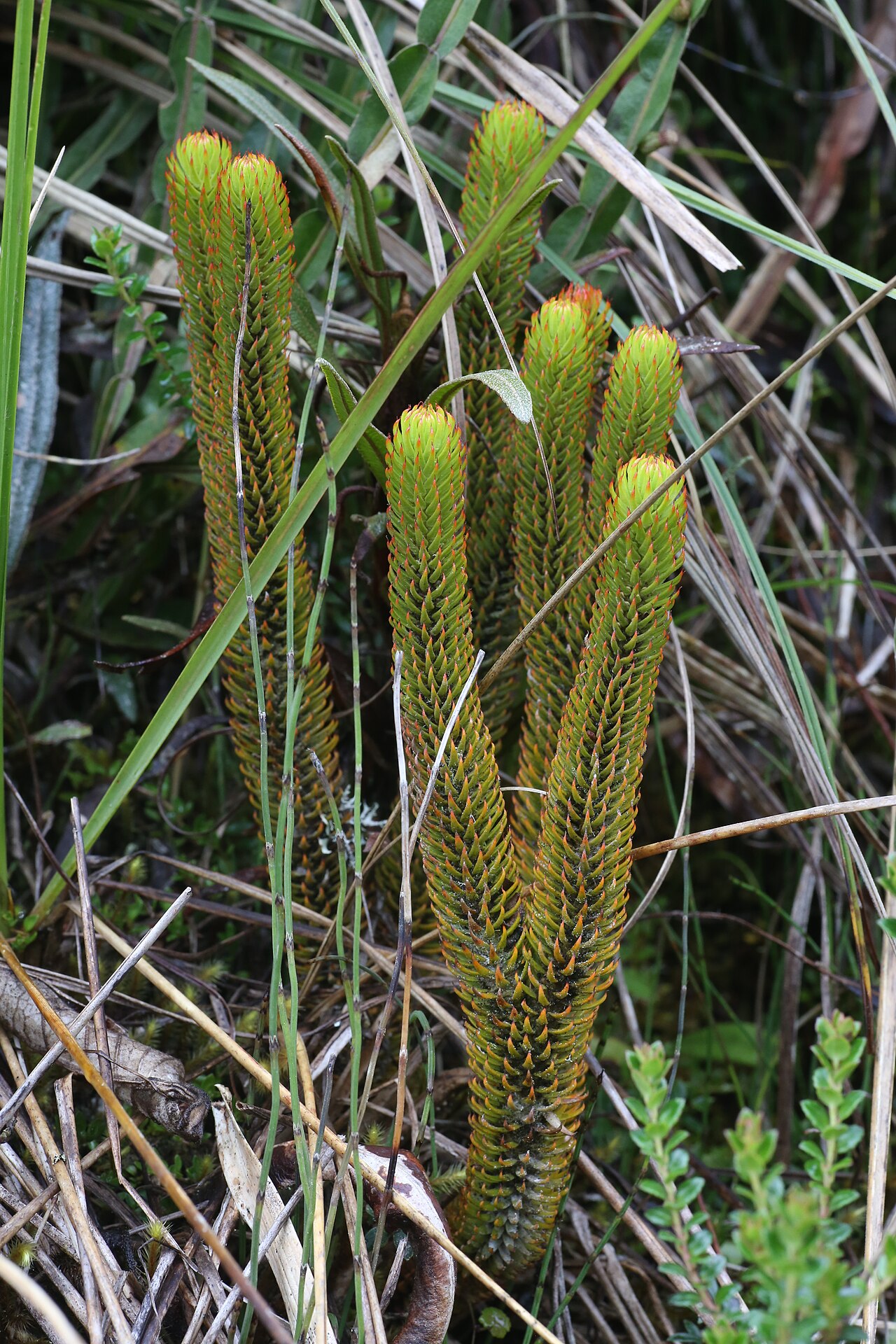 Phlegmariurus crassus: Ecuador, Napo Province, Cayambe Coca National Park, near Loreto lake, páramo, 3800 m