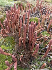 Phlegmariurus crassus (Phlegmariurus crassus)