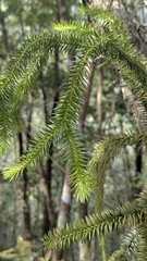 Phlegmariurus cunninghamioides (Phlegmariurus cunninghamioides)