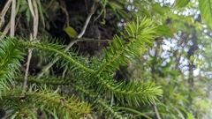 Phlegmariurus cunninghamioides (Phlegmariurus cunninghamioides)