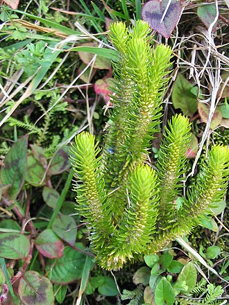Phlegmariurus dentatus: Gezähnter Bärlapp ( Huperzia dentata ) - Habitus