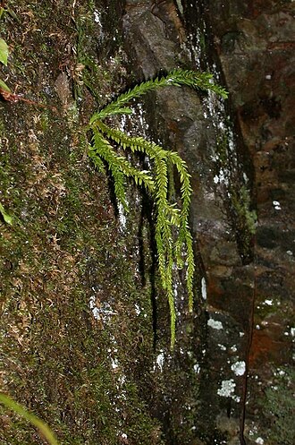Phlegmariurus fordii: Huperzia fordii：ナンカクラン 2003/11/16 和歌山県： Wakayama Pref. Japan
