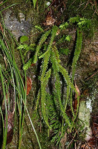 Phlegmariurus fordii: Huperzia fordii：ナンカクラン 2003/11/16 和歌山県： Wakayama Pref. Japan