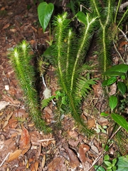 Phlegmariurus hippurideus (Phlegmariurus hippurideus)