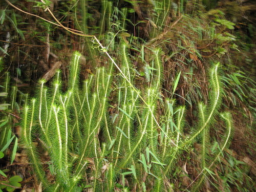 Phlegmariurus hippurideus (Phlegmariurus hippurideus)