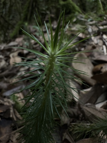 Phlegmariurus hippurideus (Phlegmariurus hippurideus)