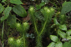 Phlegmariurus hippurideus (Phlegmariurus hippurideus)