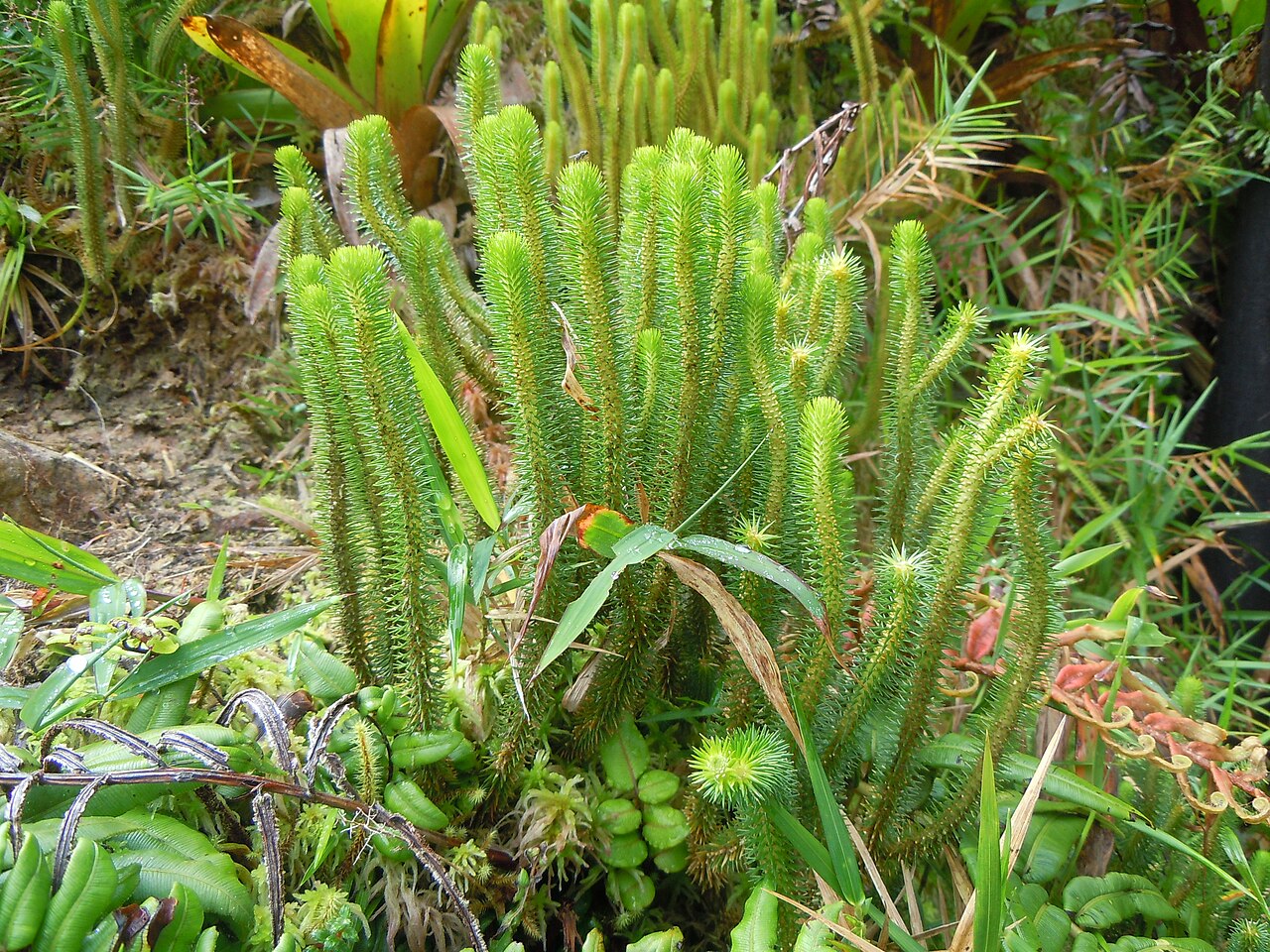 Phlegmariurus sieberianus: Lycopodium sieberianum -La Soufrière-Guadeloupe