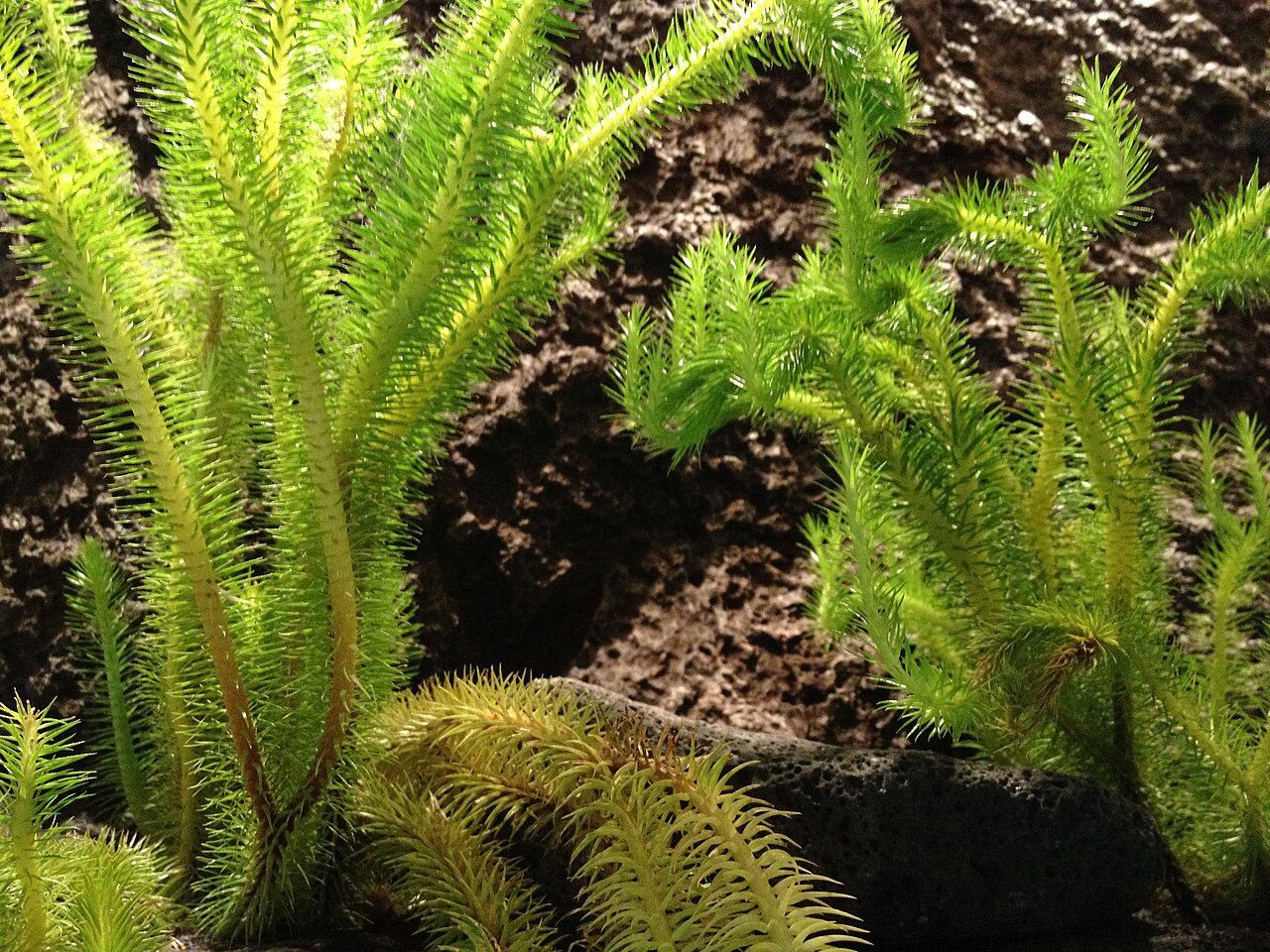 Phlegmariurus squarrosus: A plant of Huperzia squarrosa , a synonym of Phlegmariurus squarrosus , at the Melbourne Museum; see https://museumsvictoria.com.au/website/melbournemuseum/disc