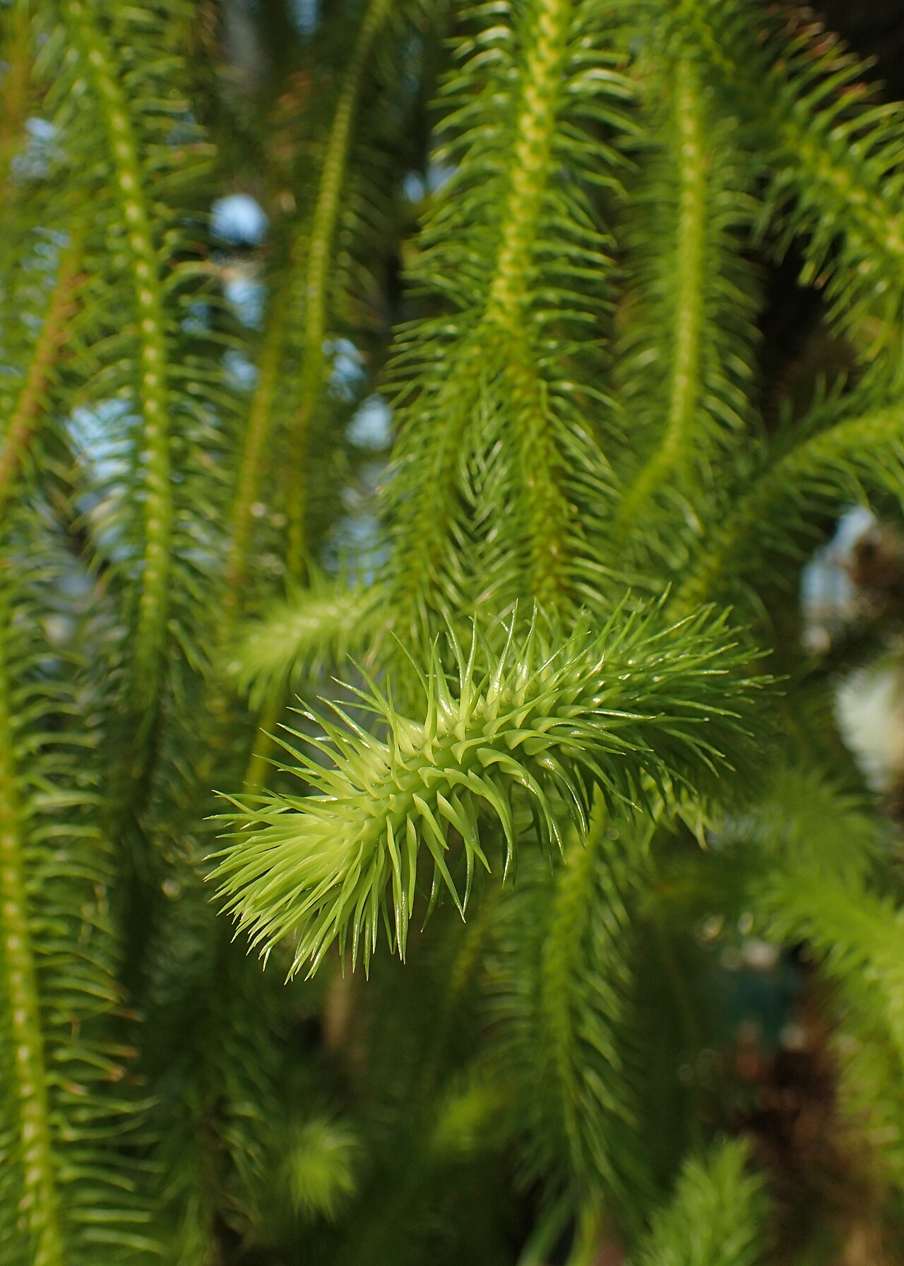 Phlegmariurus squarrosus: Phlegmariurus squarrosus in the Botanischer Garten, Berlin-Dahlem