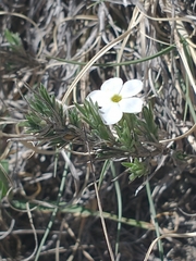Prairie phlox (Phlox andicola)