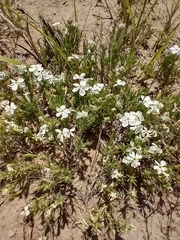 Prairie phlox (Phlox andicola)