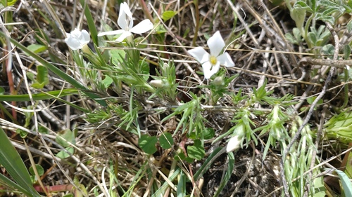 Prairie phlox (Phlox andicola)