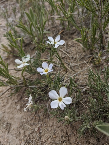 Prairie phlox (Phlox andicola)