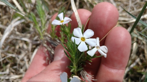 Prairie phlox (Phlox andicola)
