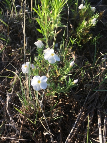 Prairie phlox (Phlox andicola)