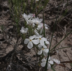 Prairie phlox (Phlox andicola)