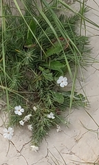 Prairie phlox (Phlox andicola)
