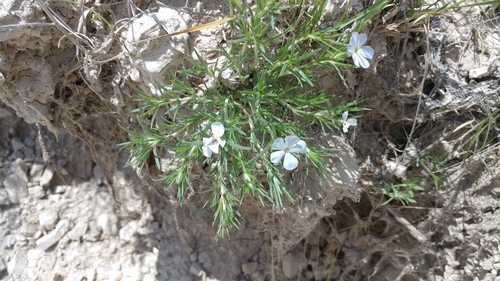 Prairie phlox (Phlox andicola)