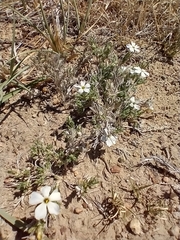Prairie phlox (Phlox andicola)