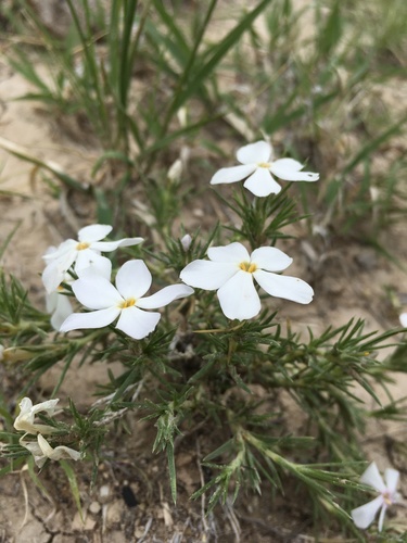 Prairie phlox (Phlox andicola)