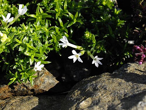 Mountain phlox: Phlox austromontana"