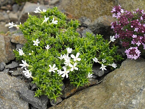 Mountain phlox: Phlox austromontana"