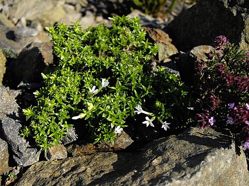 Mountain phlox: Phlox austromontana