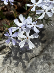Cleft phlox (Phlox bifida)