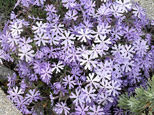 Cleft phlox: Phlox bifida"