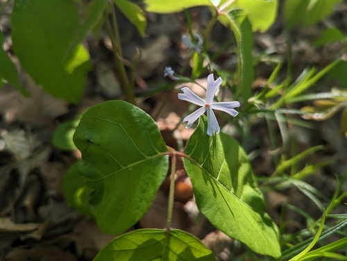 Cleft phlox (Phlox bifida)