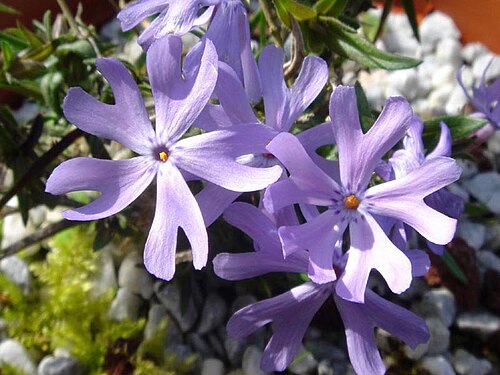 Cleft phlox: Phlox bifida"