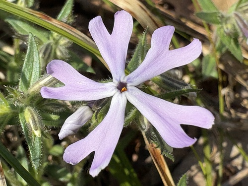 Cleft phlox (Phlox bifida)