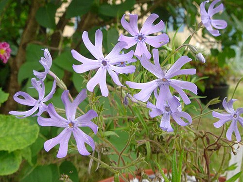 Cleft phlox: Phlox bifida"