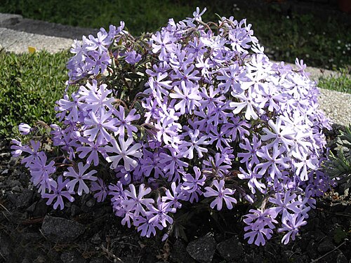 Cleft phlox: Phlox bifida"