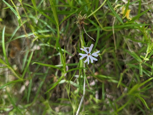 Cleft phlox (Phlox bifida)